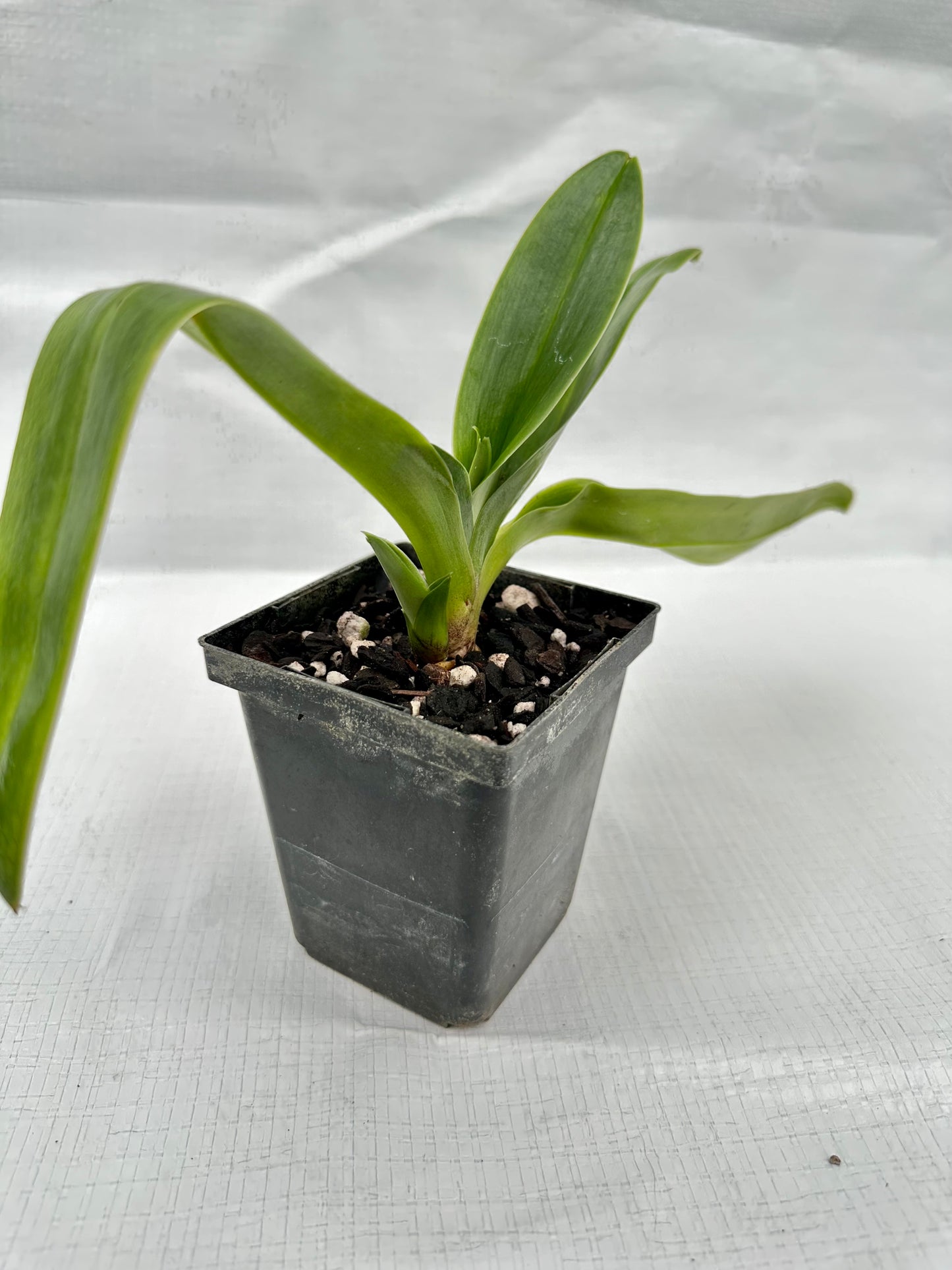 Paphiopedilum Engraved 'Green Glory' HCC/AOS