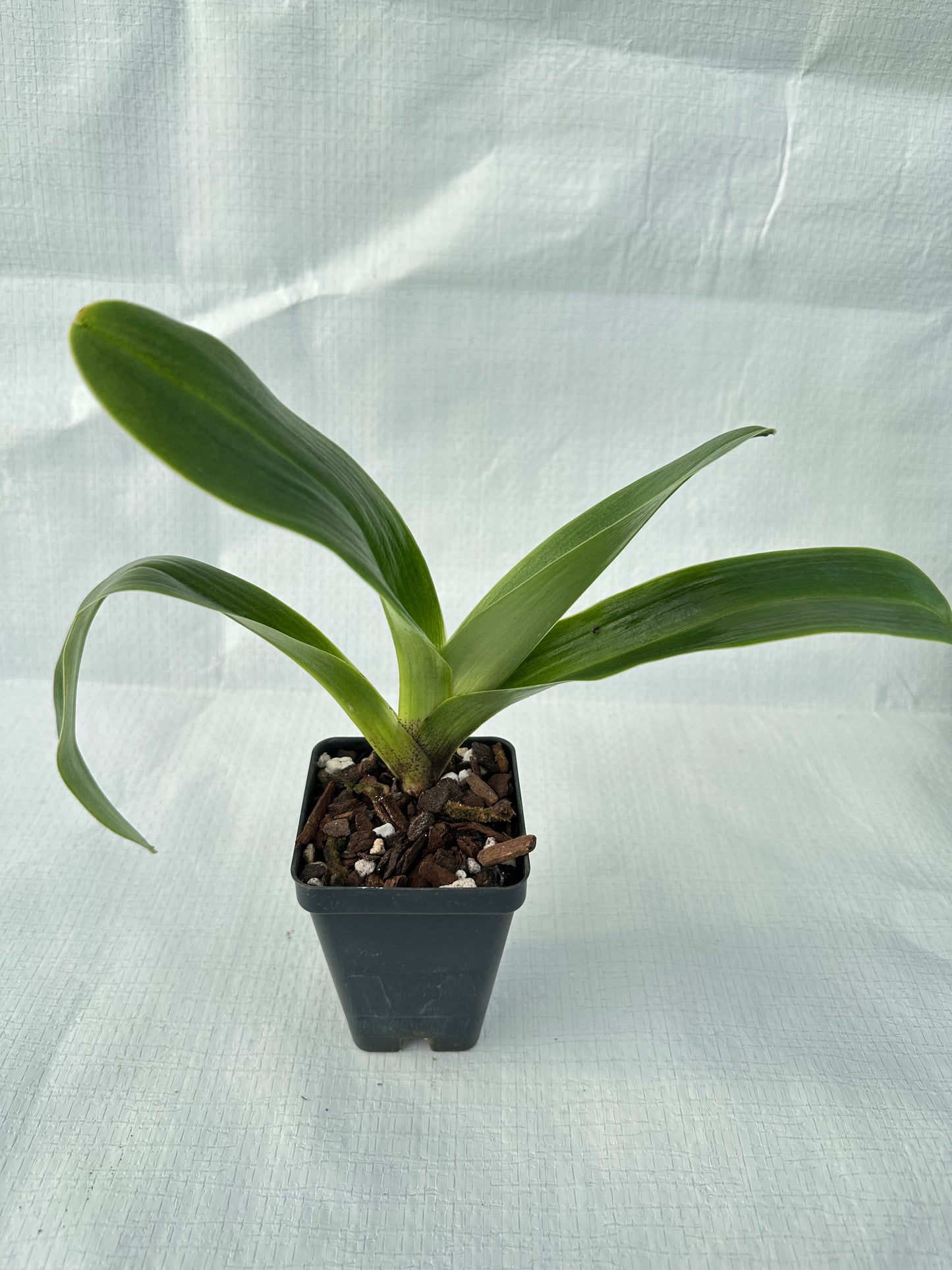 Paphiopedilum Frying Pan River