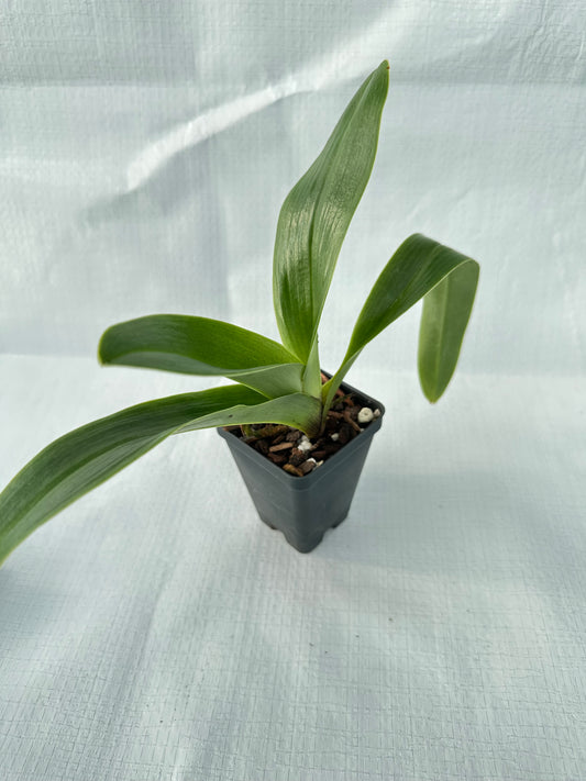 Paphiopedilum Frying Pan River