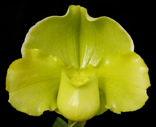 Paphiopedilum Irish Glen