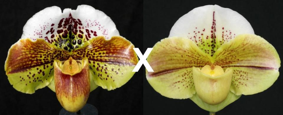 Paphiopedilum Kinzua 'Buffo' AM/AOS x (Shillelagh x Acclamation) 'Mega Moon'