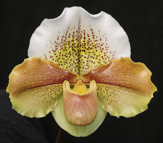 Paphiopedilum Mem. Jack Tonkin 'Marriott Spotted Galaxy' AM/AOS