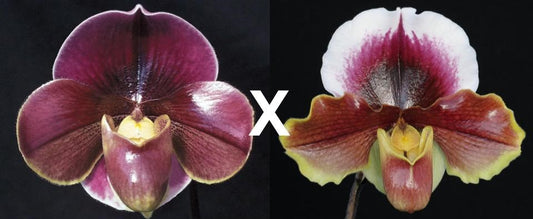 Paphiopedilum Miss Wonderful