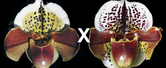 Paphiopedilum Miya Pande World