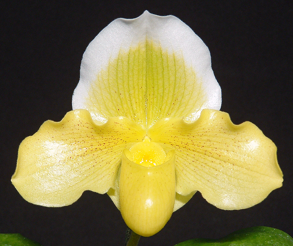 Paphiopedilum Moonface 'Keeper' HCC/AOS