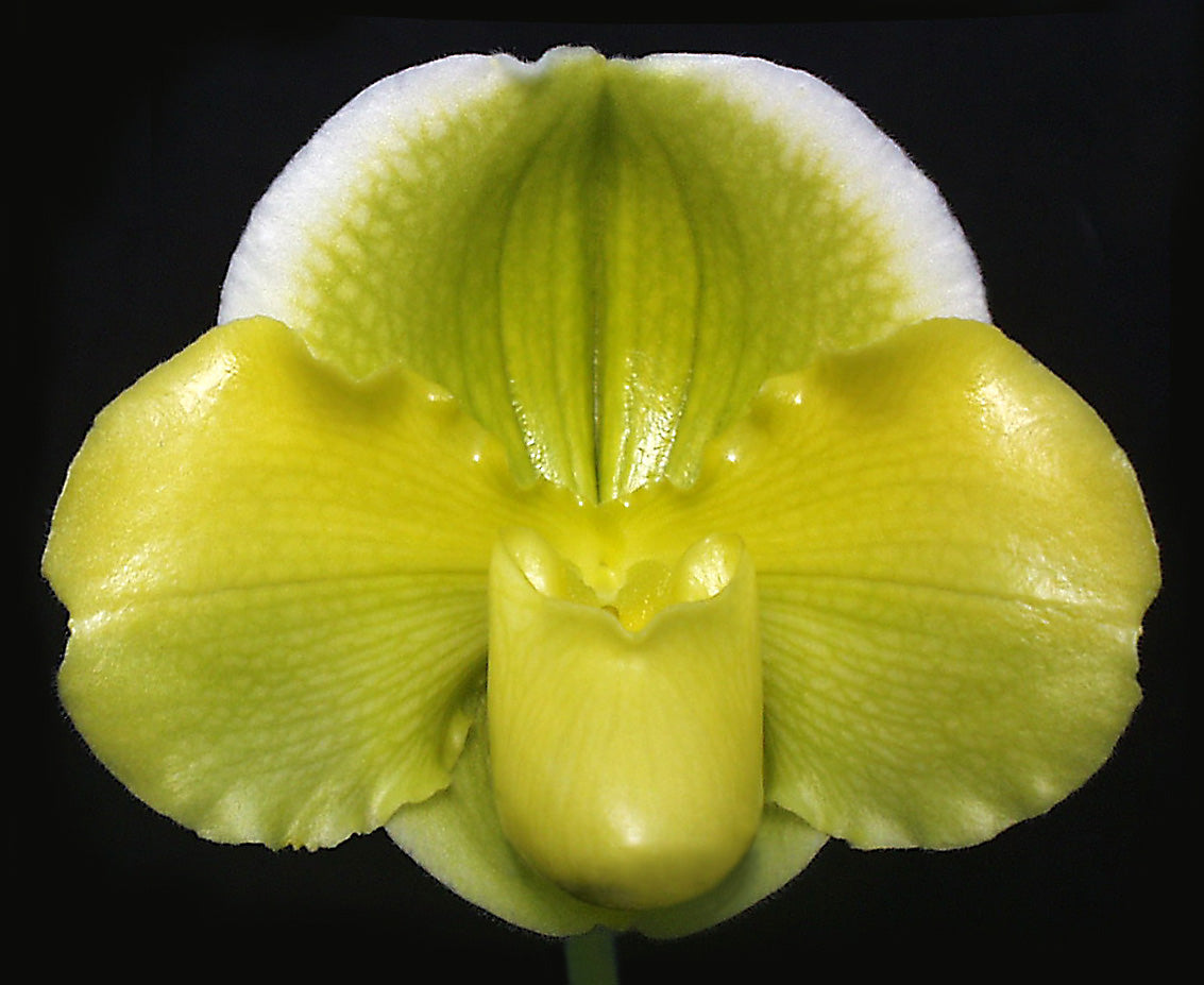 Paphiopedilum Pacific Shamrock 'Lucky' AM