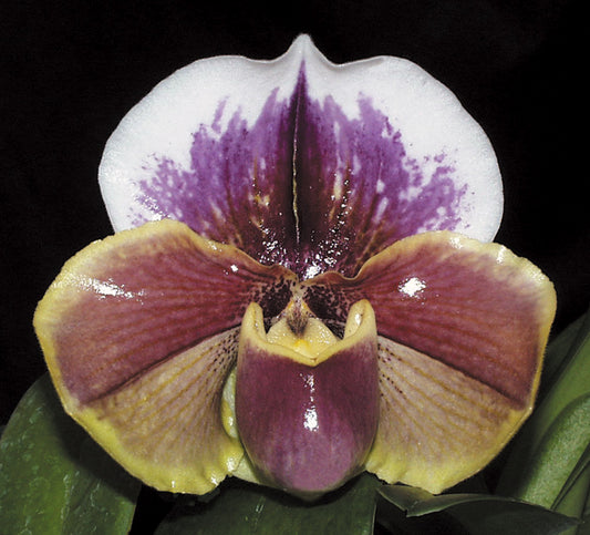 Paphiopedilum Paeony 'Regency' AM/RHS, AM/AOS