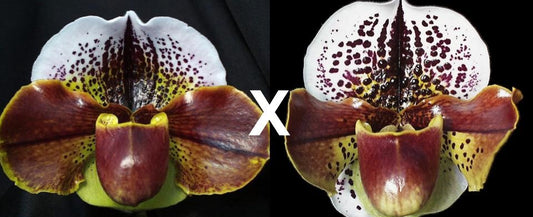 Paphiopedilum Pandemonium