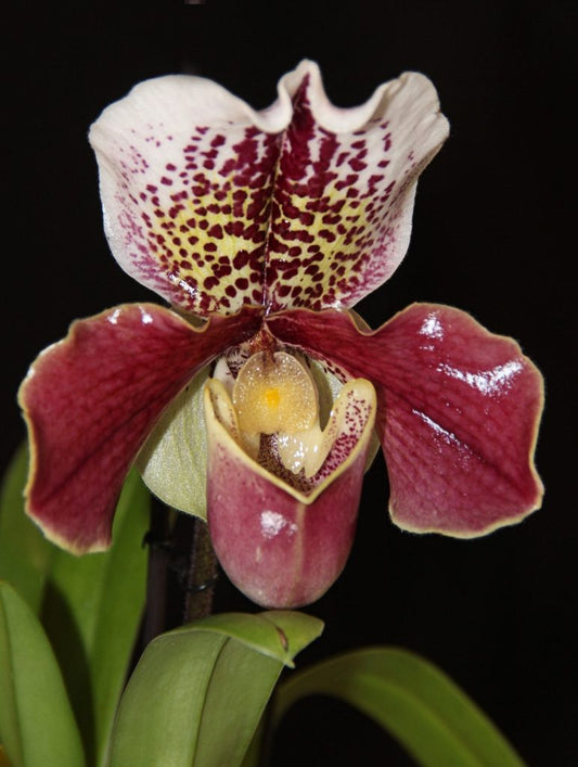 Paphiopedilum Frying Pan River