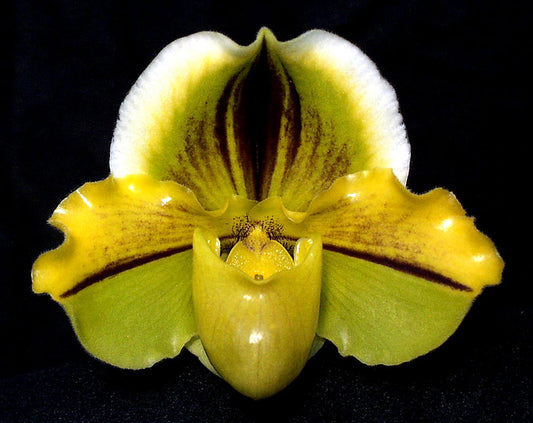 Paphiopedilum Pavarotti 'Papa Aroha' AM/OCNZ, 3P/TOGA