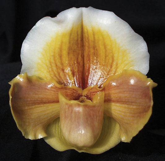 Paphiopedilum Peter Black Maybrook's Omega' AM/AOS. BM/CSA