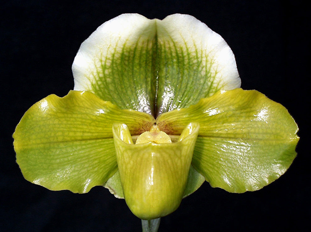 Paphiopedilum Picture Rock 'Papa Aroha' HCC/NZOS