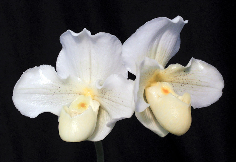 Paphiopedilum Puddleham	'Rounder'