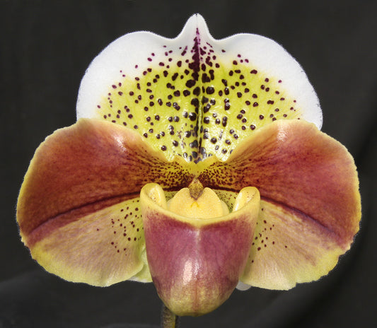 Paphiopedilum Regal World 'Windsor' HCC/AOc