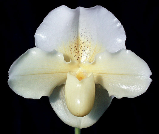 Paphiopedilum Saint Ouens Bay 'Cerritos' AM/AOS