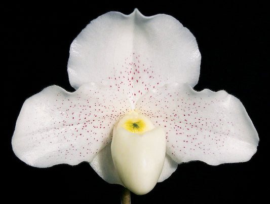 Paphiopedilum Skip Bartlett 'White Pepper' HCC/AOS