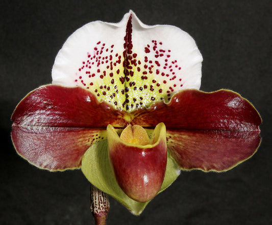 Paphiopedilum Small World 'Adventure' x Jenna Marie 'Sparkle' HCC/AOS B/CSA