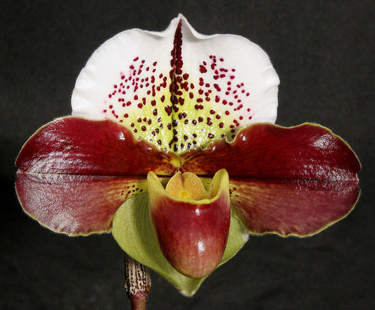 Paphiopedilum Small World 'Adventure' x Jenna Marie 'Sparkle' HCC/AOS B/CSA