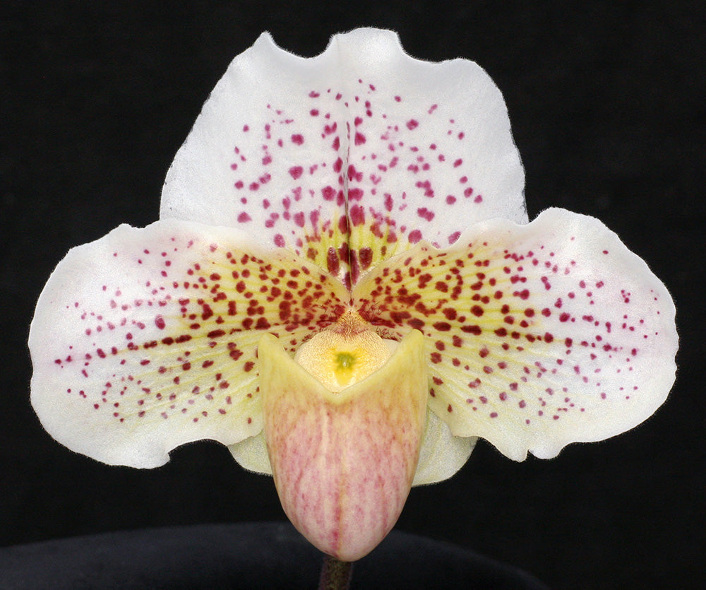 Paphiopedilum Snow Dancer 'Spot on'