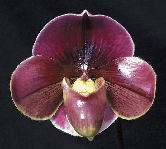 Paphiopedilum Startler	'Glace' AM/RHS