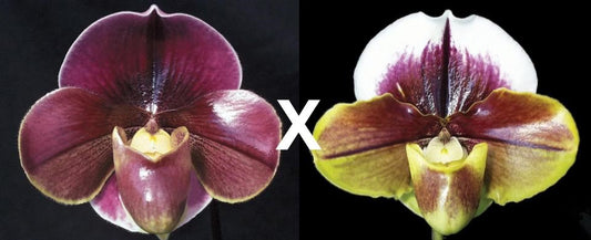 Paphiopedilum Startler 'Glace'AM/AOS x King Frank 'Papa Aroha'