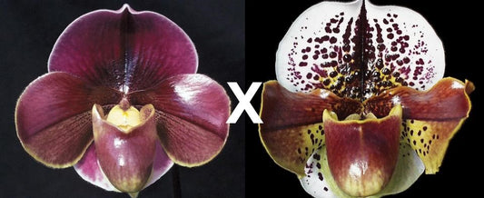 Paphiopedilum Startler 'Glace'AM/AOS x Pandemonium 'Dynamite' AM