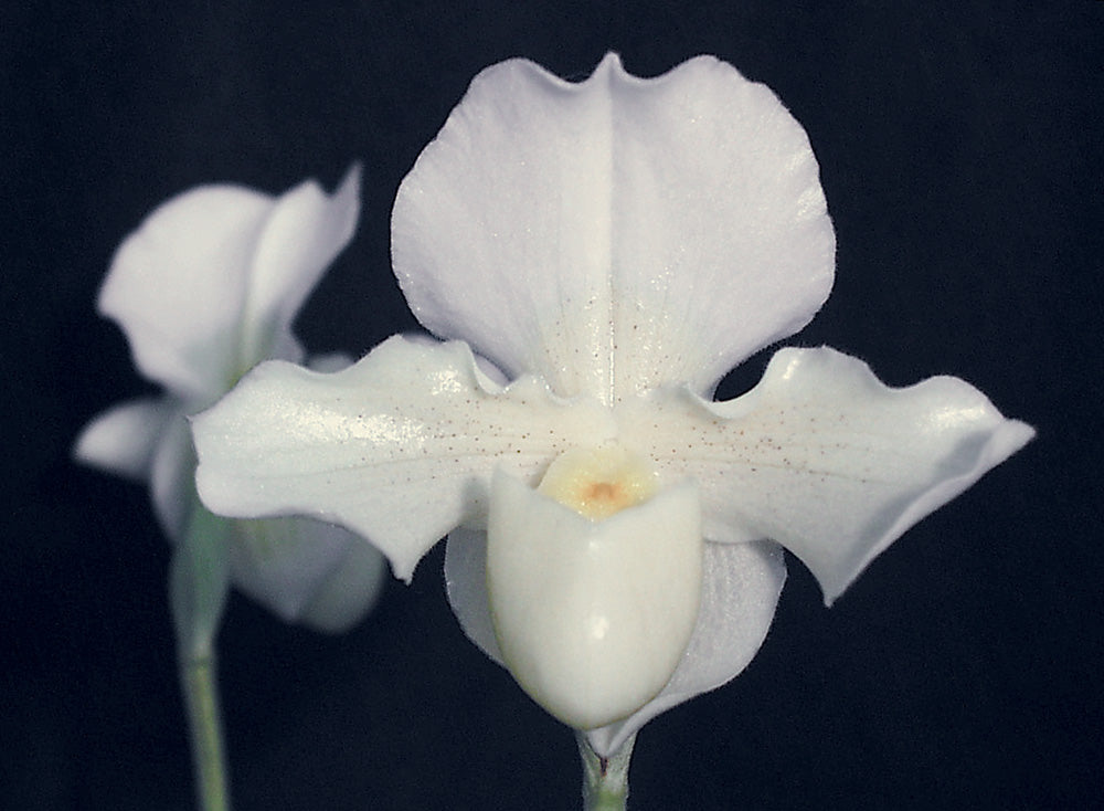 Paphiopedilum Susan Tucker 'Olivia'