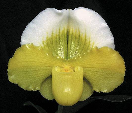 Paphiopedilum Tommie Hanes 'Althea' FCC