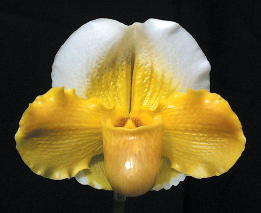 Paphiopedilum Via Muchos Ninos 'Full Moon' HCC