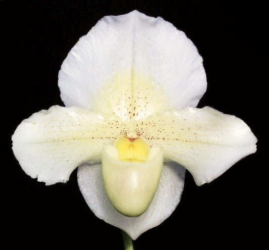 Paphiopedilum Via Ojai 'Jim’s Pride'