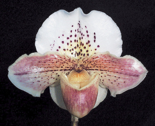 Paphiopedilum Via Ojai 'Silvia' HCC