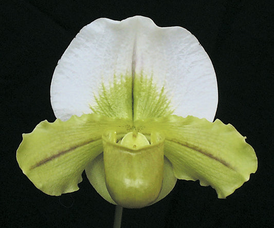 Paphiopedilum Via Victoria	'Sunday Special' HCC