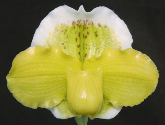 Paphiopedilum Via Vulcan Verde 'Petticoat' B/CSA x Green Mirror 'Halo'