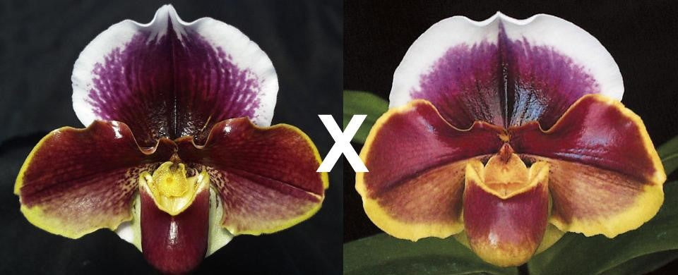 Paphiopedilum Wend Valley 'Valentine' x Amanda 'Joyance' AM/RHS