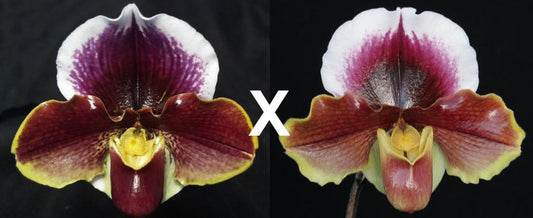 Paphiopedilum Wend Valley 'Valentine' x California Girl 'Big Bear' B/CSA