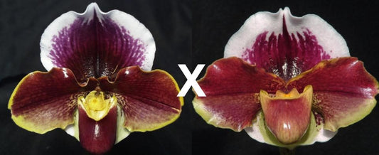 Paphiopedilum Wend Valley 'Valentine' x Firing Line 'Papa Aroha'