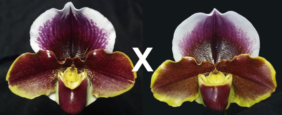 Paphiopedilum Wend Valley 'Valentine' x Keyshill 'Royal Fantasy'