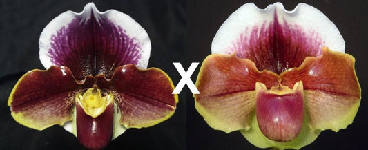 Paphiopedilum Wend Valley 'Valentine' x Red Dominion 'Majesty'