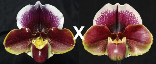 Paphiopedilum Wend Valley 'Valentine' x	Seduction 'Captivation'