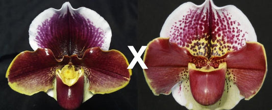 Paphiopedilum Wend Valley 'Valentine' x Tiger Hill 'Jungle Fever' HCC/AOS