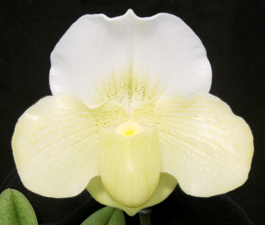 Paphiopedilum White Knight 'Guinevere' AM/AOS