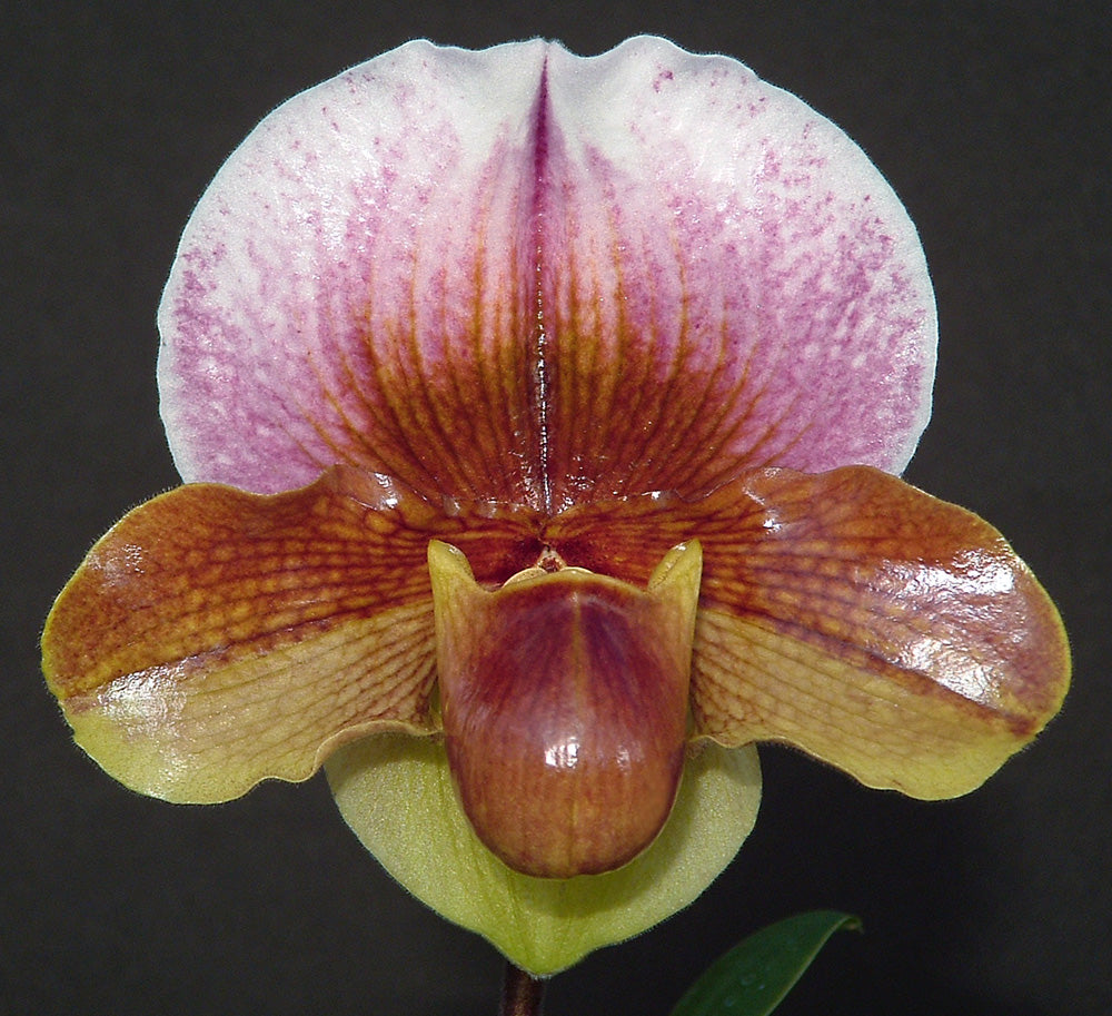 Paphiopedilum Woodrose 'Echo' AM/AOS